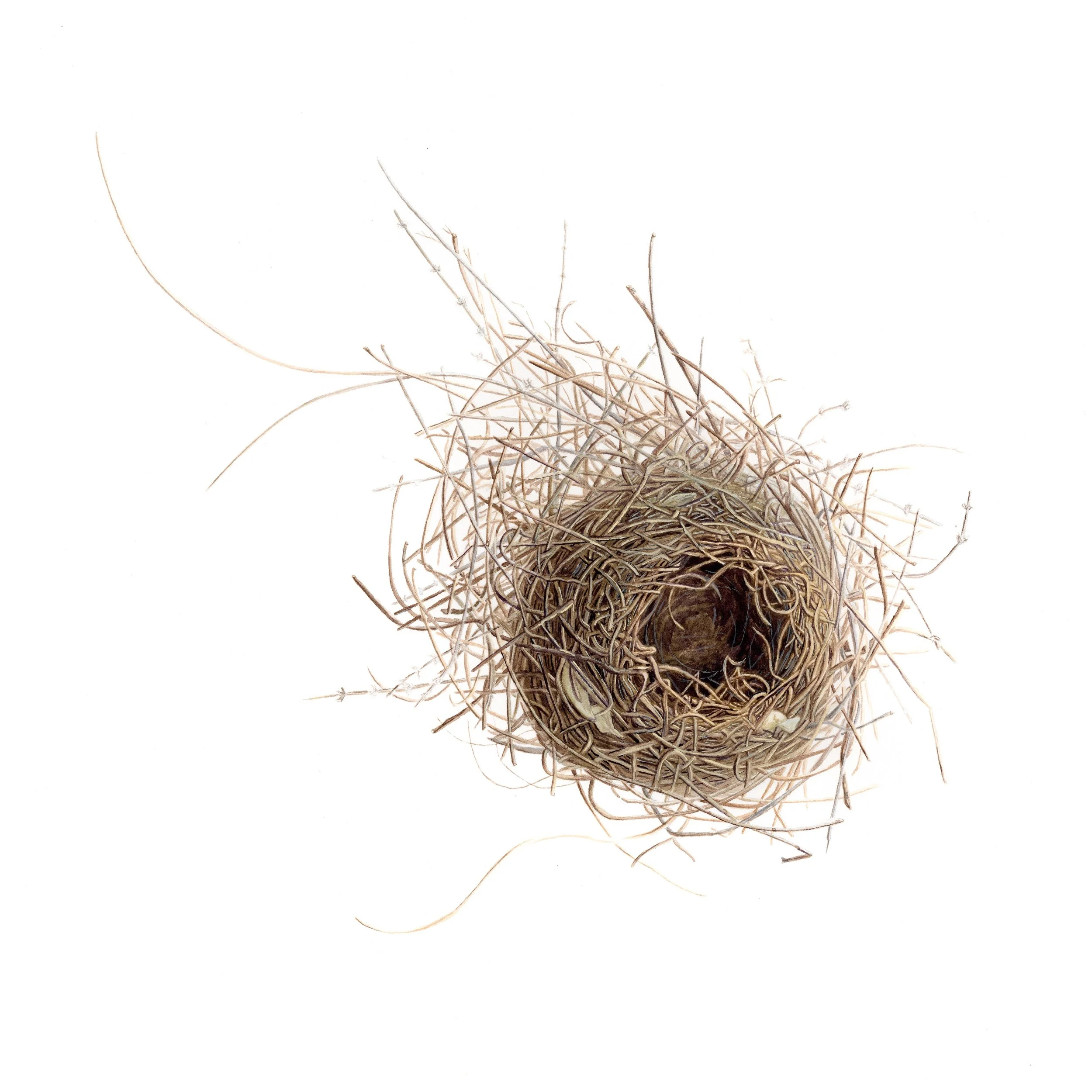 The Nest — Rose Torres Art